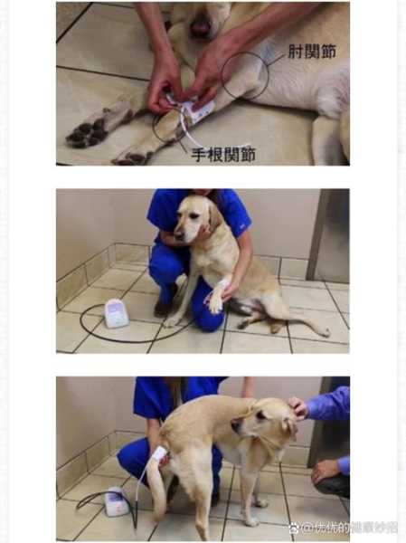 犬猫测血压的方法与步骤（犬猫血压表）