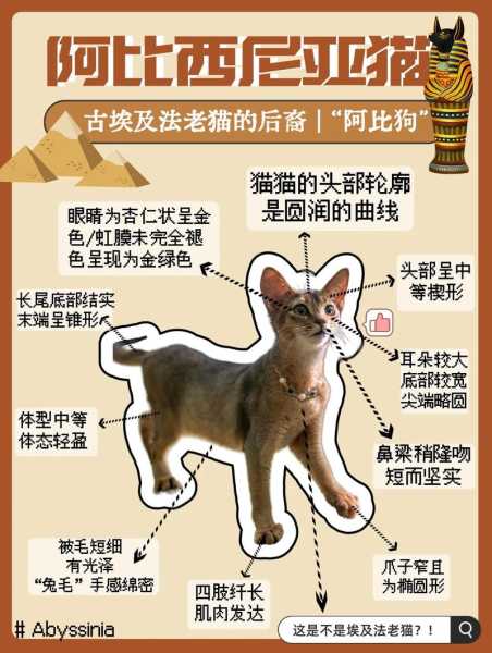 阿比西尼亚猫的性格（阿比西尼亚猫品相的挑选）