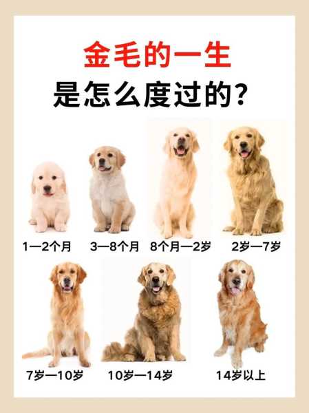 金毛犬的饲养方法以及注意事项（金毛犬的饲养管理）