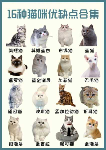 宠物猫挑选时的注意要点（宠物猫如何挑选）