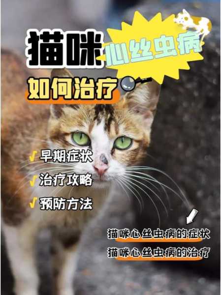 猫心丝虫病会传染人吗（猫咪心丝虫病）