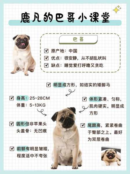 训练巴哥犬的日常行为视频（巴哥犬训练教程）