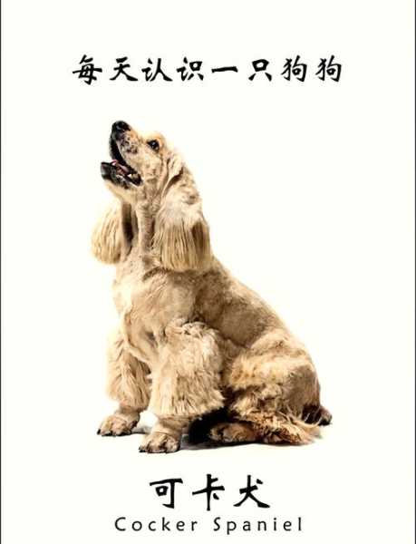 可卡犬视频讲解（可卡犬资料）