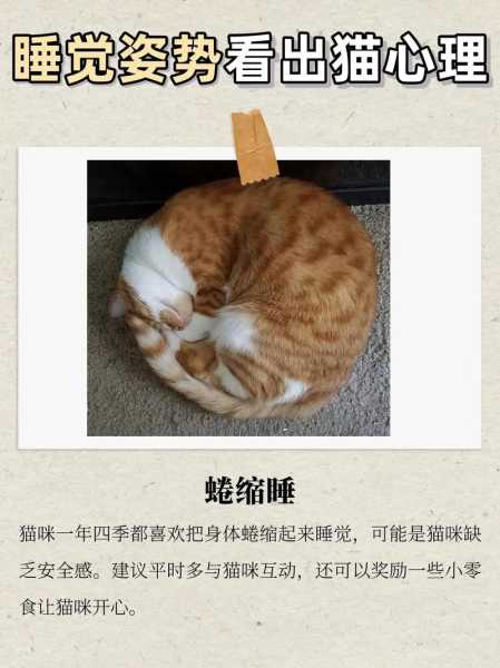 猫咪不信任主人的表现（猫不再信任我怎么挽回）