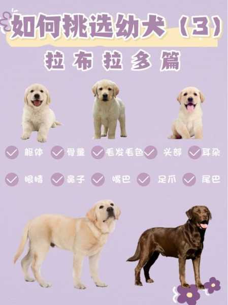 拉布拉多选购技巧（拉布拉多犬怎么选好狗）