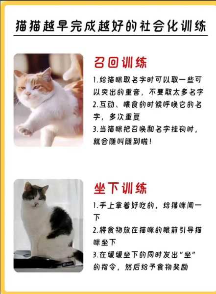 猫咪训练的四点要素有哪些（猫咪训练营）