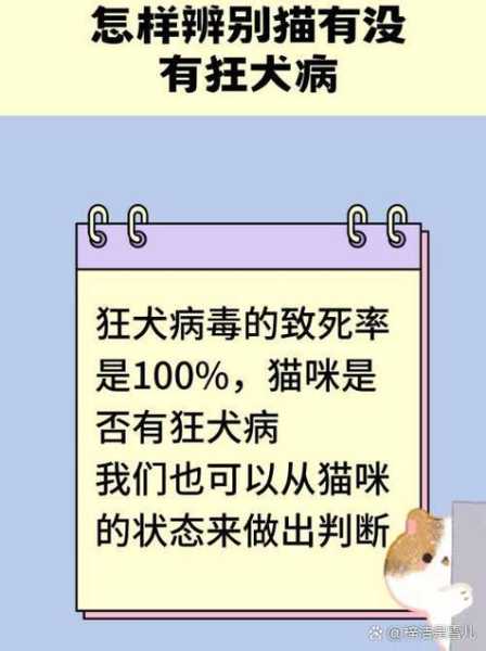 猫怎样才会传染狂犬病（猫怎么样感染狂犬病毒）