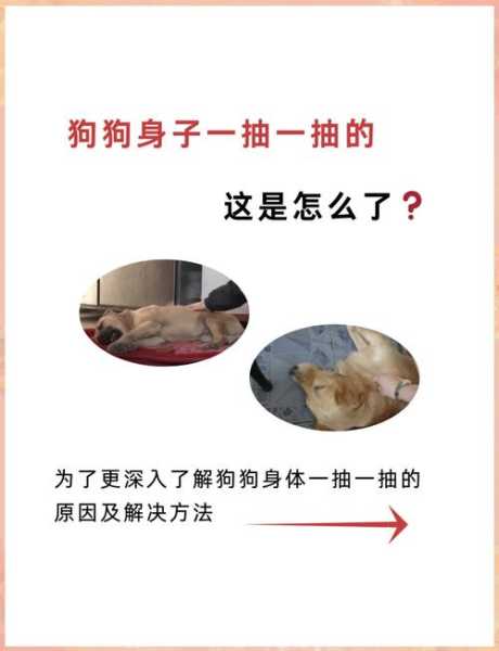 狗狗发抖是怎么回事是狂犬病吗（狗狗发抖是不是生病了）