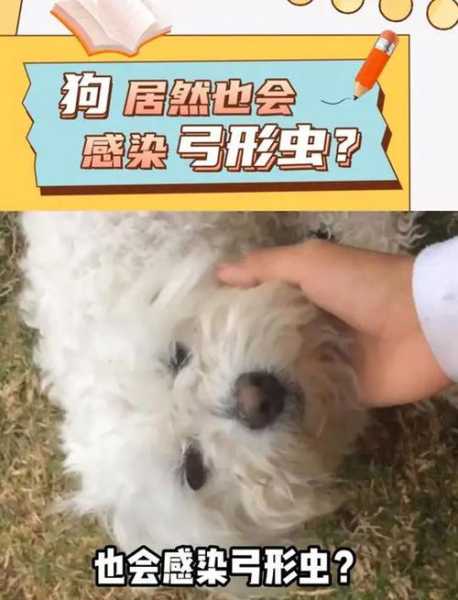 狗狗弓形虫有什么症状（狗狗弓形虫有什么症状吗）