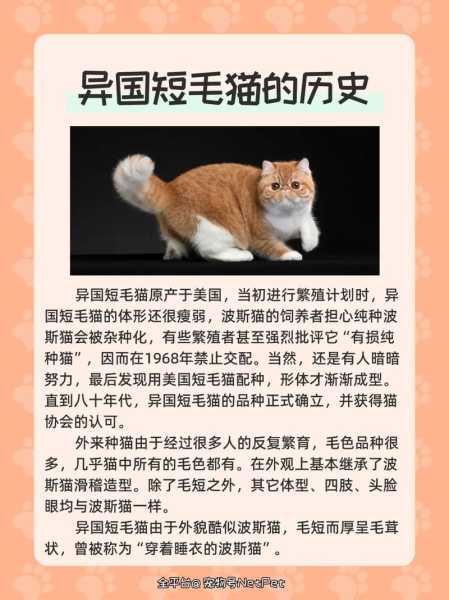 异国短毛猫饲养注意事项（异国短毛猫属于什么猫）