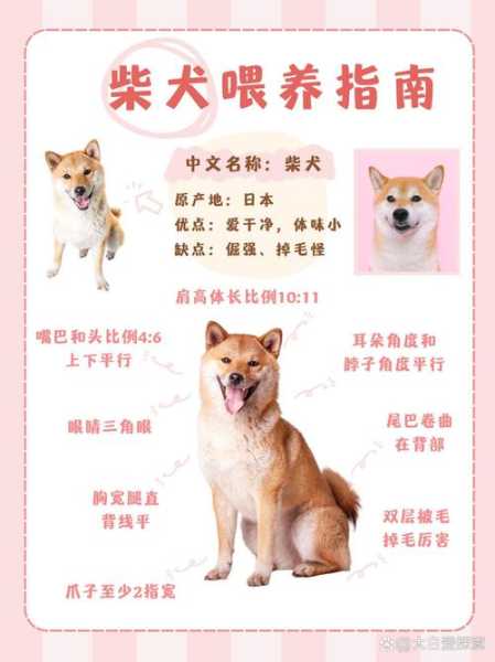 柴犬饲养攻略（柴犬喂养指南,教你如何养好柴犬）