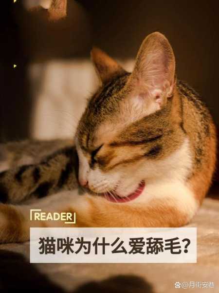 猫为什么总是舔毛呢（猫为什么老喜欢舔毛）