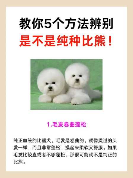 选购纯种比熊犬的9大因素（纯种比熊和不纯种对比图）