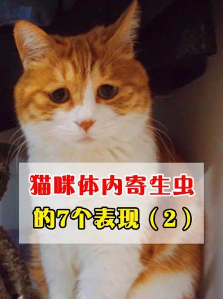 猫的身上的寄生虫（猫的身上的寄生虫会传染给别人吗）