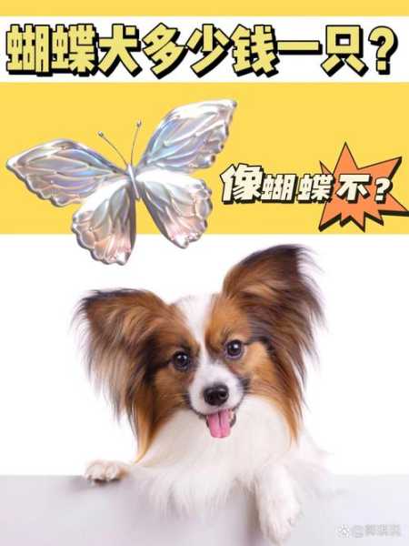 蝴蝶犬多少钱一只正常价（蝴蝶犬几块钱）