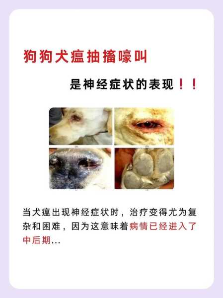 狗狗得了犬瘟热怎么办家里可以治疗吗自己（狗狗患了犬瘟热在家怎么治疗）