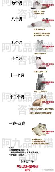 布偶猫多大毛色变深（布偶猫多大发毛）