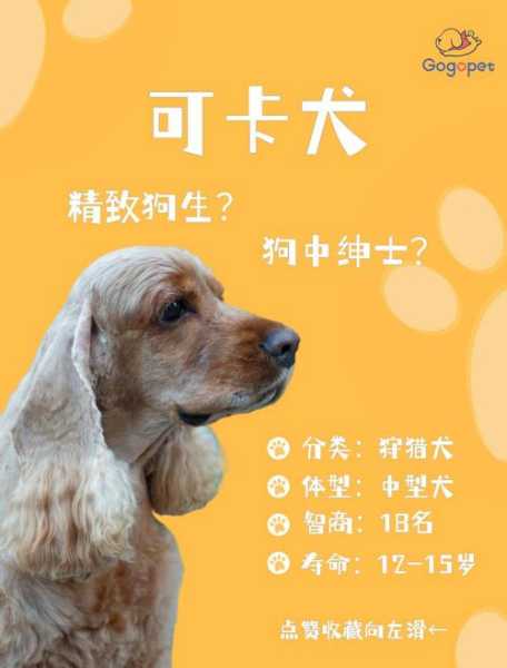 怎么训练可卡犬大小便（可卡犬打猎如何）